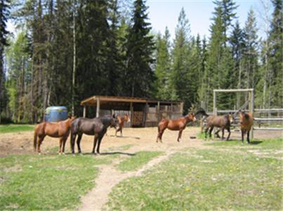 Bear Corner Adventures Bed & Bale Hotel Golden Exterior foto